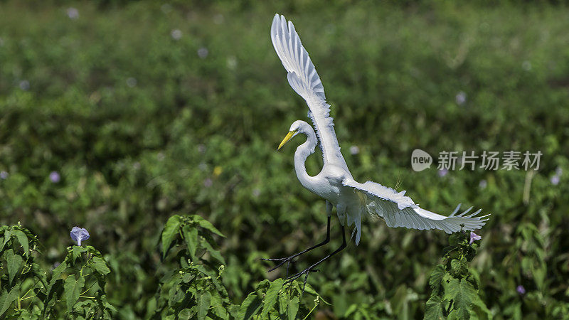 大白鹭(Ardea alba)，也被称为普通白鹭，发现在潘塔纳尔，巴西。飞行。